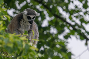 lemurs live and have fun in the zoo