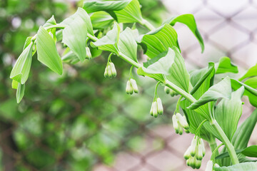 Green plant in the garden