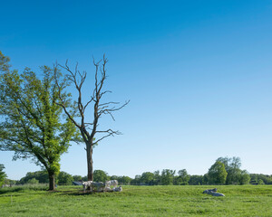 calves and cows in meadow near trees in dutch area of twente between enschede and oldenzaal