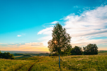 A road across the field and a tree at sunset.