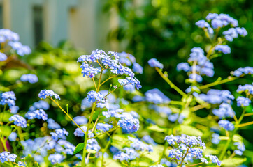 Purple Forget Me Not Flowers