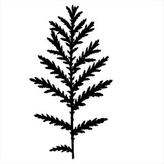A black - and-white image of a plant isolated on a white background. An abstraction. Vector drawing.