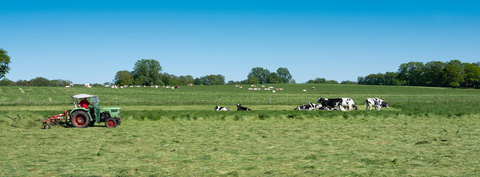 farmer mows grass near spotted cows between oldenzaal and enschede in twente