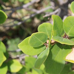 leaf, green, plant, leaves, nature, tree, branch, isolated, spring, foliage, garden, fresh, white, summer, botany, flora, natural, close-up, freshness, herb, macro, food, forest, closeup, growth
