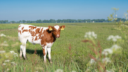 red brown spotted calf in summer meadow with flowers near amersfoort in holland