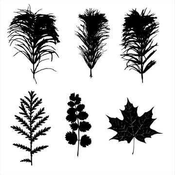 A set of black and white images of plants isolated on a white background. An abstraction. Vector drawing. The silhouette of the leaves.