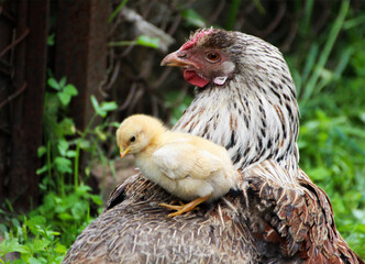 A chicken sits on the back of a mother hen.