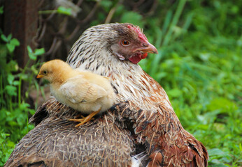 Chicken and chicken.