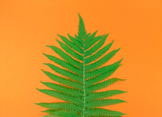 Green fern leaf on orange background in the middle.