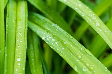 Naklejka premium Krople deszczu na zielonych liściach