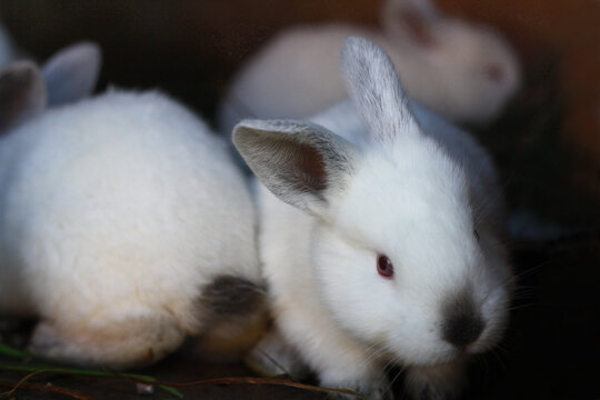 Little white rabbits.