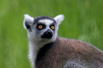 lemurs live and have fun in the zoo