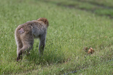 barbary monkeys engage in a zoo