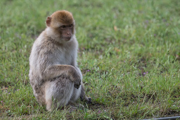 barbary monkeys engage in a zoo