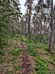 Fototapeta premium path in the woods