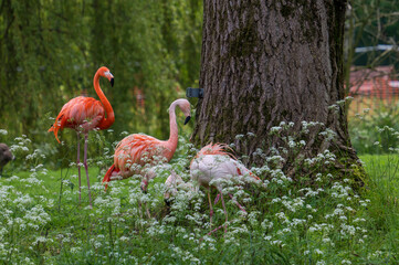 flamingos in a meadow between trees in an animal park