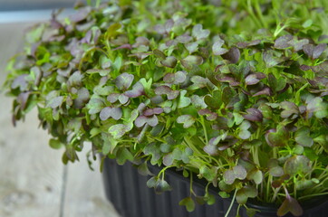 Micro greens. Green background.Healthy salad, leaves mix salad (mix micro greens, juicy snack)....