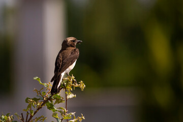The Cyprus wheatear or Cyprus pied wheatear is a small, 14–15 cm long passerine bird that was formerly classed as a member of the thrush family Turdidae