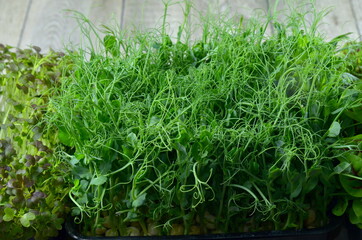 Micro greens. Green background.Healthy salad, leaves mix salad (mix micro greens, juicy snack)....