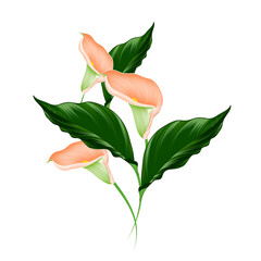 Vector floral background with calla and dahlia flowers.