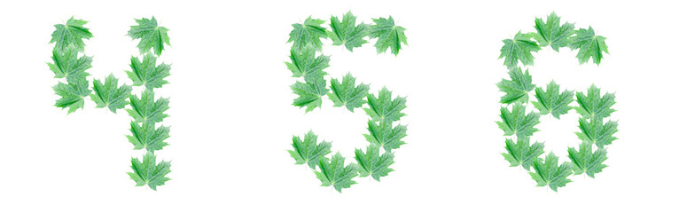 The numbers 4, 5, 6 are made of green maple leaves