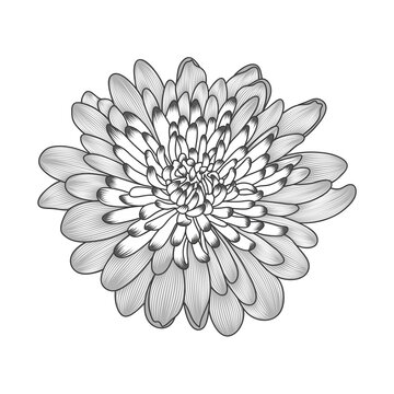 Chrysanthemum flower painted by hand. Element for design and creativity.