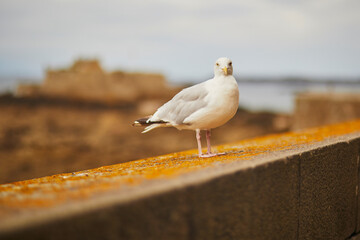 Large seagull on the fortress wall in Saint-Malo , Brittany, France