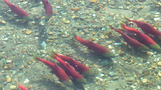 Sockeye Salmon fish lined up and waiting to spawn in Brooks River, Alaska