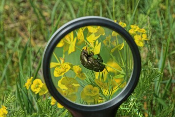 black magnifier in hand magnifies a green big bug on a yellow flowers  in nature