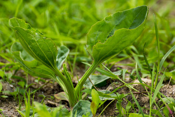 medicinal plantain growing among green grass