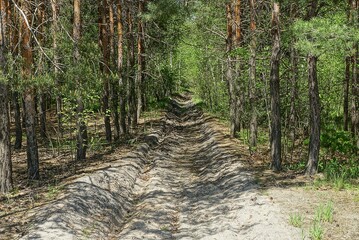 road trench of gray sand among pine trees in a summer forest