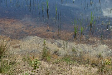 part of the shore of gray sand in green grass and lake water with algae