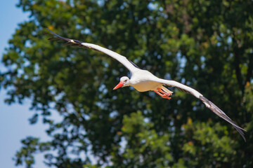 Stork in flight