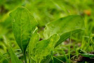 medicinal plantain growing among green grass - obrazy, fototapety, plakaty