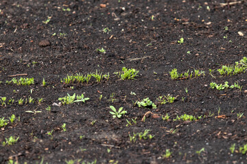 Garden of young emerging plants on black earth