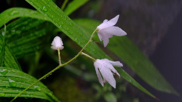 雨に濡れる梅雨の時期のシラン