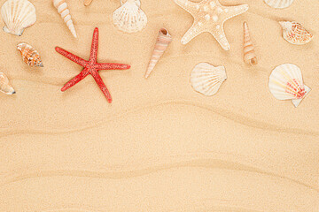 Fototapeta na wymiar starfish and seashells on the sand