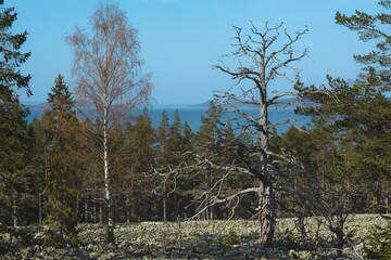 Fototapete bei efototapeten.de bestellen   