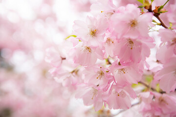 Beautiful pink sakura blossom on blurred background, closeup. Space for text
