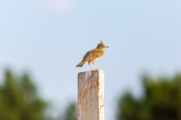 Crested lark bird resting on tree branches