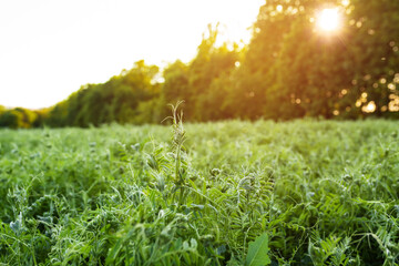 Young sprouts of Vicia villosa in a field at sunset. An important grain crop is grown on the farm's...