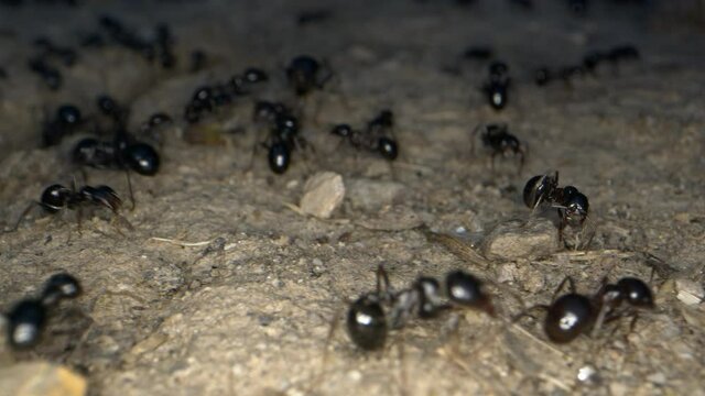 Animal Insects Ants on Soil