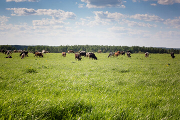 Group of cows grazing on a green meadow. Cows graze on the farm