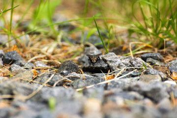 the fly sits on stones among the grasses