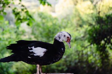Pato criollo doméstico, en el campo
