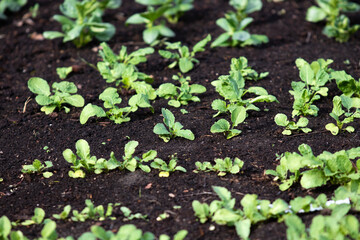 Garden of young emerging plants on black earth