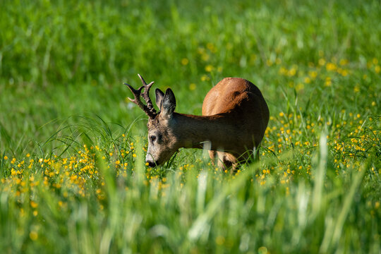 Roe deer at meadow eating grass