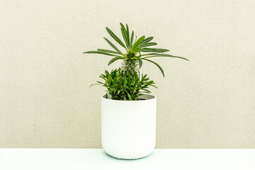 Madagascar palm in rounded white pot on light blue table