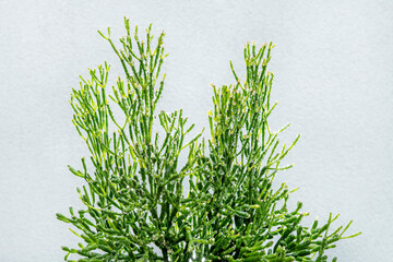 succulent branches filled with water droplets and concrete