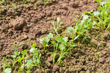 Parsley grows in the garden in the summer in the greenhouse